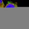 Ribosomal Protein S29 antibody, HPA004107, Atlas Antibodies, Immunocytochemistry image 