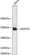 HEAT repeat-containing protein 1 antibody, 14-794, ProSci, Western Blot image 