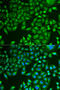 Pancreatic Lipase antibody, abx004891, Abbexa, Western Blot image 