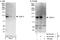 Cyclin Dependent Kinase 11A antibody, NB100-496, Novus Biologicals, Immunoprecipitation image 