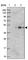 Armadillo Repeat Containing 6 antibody, HPA041681, Atlas Antibodies, Western Blot image 