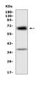 Alpha Fetoprotein antibody, A00522, Boster Biological Technology, Western Blot image 