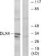 Distal-Less Homeobox 4 antibody, abx013740, Abbexa, Western Blot image 