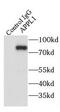 DCC-interacting protein 13-alpha antibody, FNab00515, FineTest, Immunoprecipitation image 