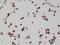 BCL2 Associated Athanogene 1 antibody, NBP2-77409, Novus Biologicals, Immunohistochemistry frozen image 