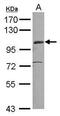 EGF Like, Fibronectin Type III And Laminin G Domains antibody, PA5-31040, Invitrogen Antibodies, Western Blot image 