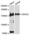 Cell Division Cycle Associated 2 antibody, STJ113630, St John