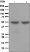 Keratin 17 antibody, ab109725, Abcam, Western Blot image 
