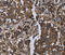 Golgin A2 antibody, MBS2520895, MyBioSource, Immunohistochemistry frozen image 