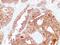 Claudin 3 antibody, LS-C744502, Lifespan Biosciences, Immunohistochemistry frozen image 