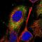 Spermatogenesis And Centriole Associated 1 Like antibody, NBP1-90940, Novus Biologicals, Immunocytochemistry image 