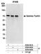 LRG antibody, A304-043A, Bethyl Labs, Immunoprecipitation image 