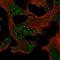 Dystrophin Related Protein 2 antibody, NBP1-86525, Novus Biologicals, Immunofluorescence image 