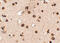 Regulating Synaptic Membrane Exocytosis 3 antibody, 4471, ProSci, Immunohistochemistry paraffin image 