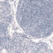 Forkhead Box P2 antibody, AMAb91361, Atlas Antibodies, Immunohistochemistry paraffin image 