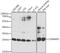 COMM Domain Containing 5 antibody, A10717, Boster Biological Technology, Western Blot image 