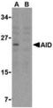 Activation-induced cytidine deaminase antibody, A00267, Boster Biological Technology, Western Blot image 