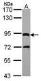 Dpy-19 Like 4 antibody, PA5-28515, Invitrogen Antibodies, Western Blot image 