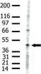 Protein arginine N-methyltransferase 2 antibody, PA1-30272, Invitrogen Antibodies, Western Blot image 