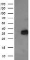 Kinesin Family Member 25 antibody, TA505432S, Origene, Western Blot image 