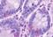 Free fatty acid receptor 4 antibody, MBS242841, MyBioSource, Immunohistochemistry paraffin image 