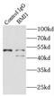 BMI1 Proto-Oncogene, Polycomb Ring Finger antibody, FNab00913, FineTest, Immunoprecipitation image 