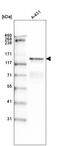 Large adhesive scatter factor 140 kDa subunit antibody, AMAb91098, Atlas Antibodies, Western Blot image 