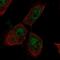 PTTG1 Interacting Protein antibody, HPA061827, Atlas Antibodies, Immunofluorescence image 