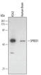 Sprouty Related EVH1 Domain Containing 1 antibody, AF5067, R&D Systems, Western Blot image 