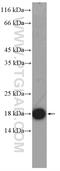 Glia Maturation Factor Gamma antibody, 13625-1-AP, Proteintech Group, Western Blot image 