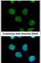 MIER Family Member 3 antibody, PA5-31879, Invitrogen Antibodies, Immunofluorescence image 