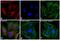 Rabbit IgG antibody, Q11422MP, Invitrogen Antibodies, Immunofluorescence image 
