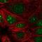 Proline Rich 19 antibody, NBP2-56373, Novus Biologicals, Immunocytochemistry image 