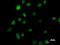Homeobox C9 antibody, LS-C342356, Lifespan Biosciences, Immunofluorescence image 