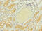 G Protein Subunit Gamma 4 antibody, A59266-100, Epigentek, Immunohistochemistry paraffin image 