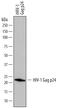 HIV-1 gp24 antibody, MAB7360, R&D Systems, Western Blot image 