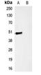 Hemagglutinin antibody, LS-C354870, Lifespan Biosciences, Western Blot image 