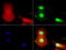 Jun Proto-Oncogene, AP-1 Transcription Factor Subunit antibody, LS-C799237, Lifespan Biosciences, Immunofluorescence image 