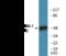 RUNX Family Transcription Factor 1 antibody, EKC2016, Boster Biological Technology, Western Blot image 