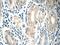 Gastrin Releasing Peptide antibody, 14646-1-AP, Proteintech Group, Immunohistochemistry frozen image 