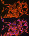 Mitochondrially Encoded ATP Synthase Membrane Subunit 8 antibody, 18-154, ProSci, Immunofluorescence image 