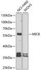 MHC Class I Polypeptide-Related Sequence B antibody, 23-908, ProSci, Western Blot image 