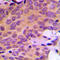 Sca2 antibody, LS-C352811, Lifespan Biosciences, Immunohistochemistry frozen image 