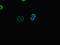 Inv antibody, LS-C678365, Lifespan Biosciences, Immunofluorescence image 