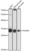 Serine/threonine-protein phosphatase PGAM5, mitochondrial antibody, 16-380, ProSci, Western Blot image 