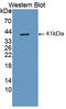 Wnt Family Member 5B antibody, LS-C728763, Lifespan Biosciences, Western Blot image 