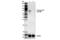 Yes Associated Protein 1 antibody, 53749S, Cell Signaling Technology, Western Blot image 