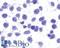 G Protein-Coupled Receptor 45 antibody, LS-A1273, Lifespan Biosciences, Immunocytochemistry image 
