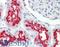 CD13 antibody, LS-B9478, Lifespan Biosciences, Immunohistochemistry frozen image 