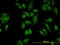 Occludin antibody, LS-C197814, Lifespan Biosciences, Immunofluorescence image 